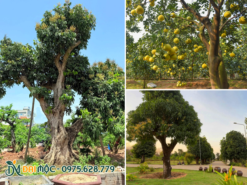 Các loại cây ăn quả cổ thụ được yêu thích nhất để trồng sân vườn biệt thự