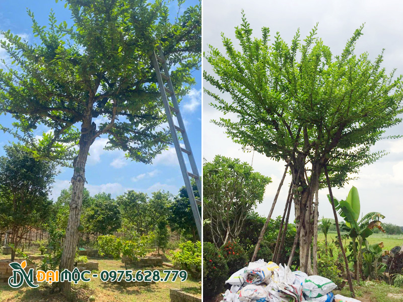 Hình ảnh cây Đào Tiên cổ thụ dáng trực đẹp