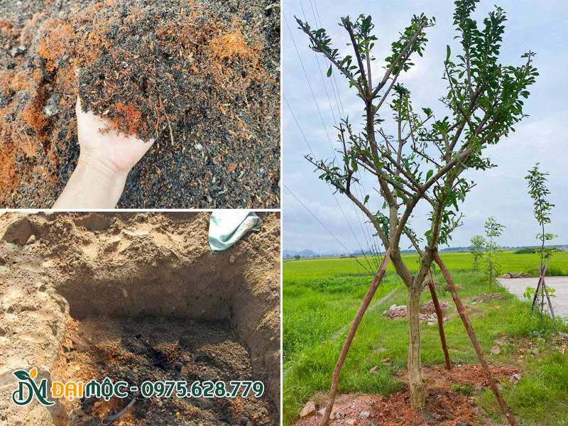 Đào hố, lót giá thể khi trồng cây đào tiên cổ thụ