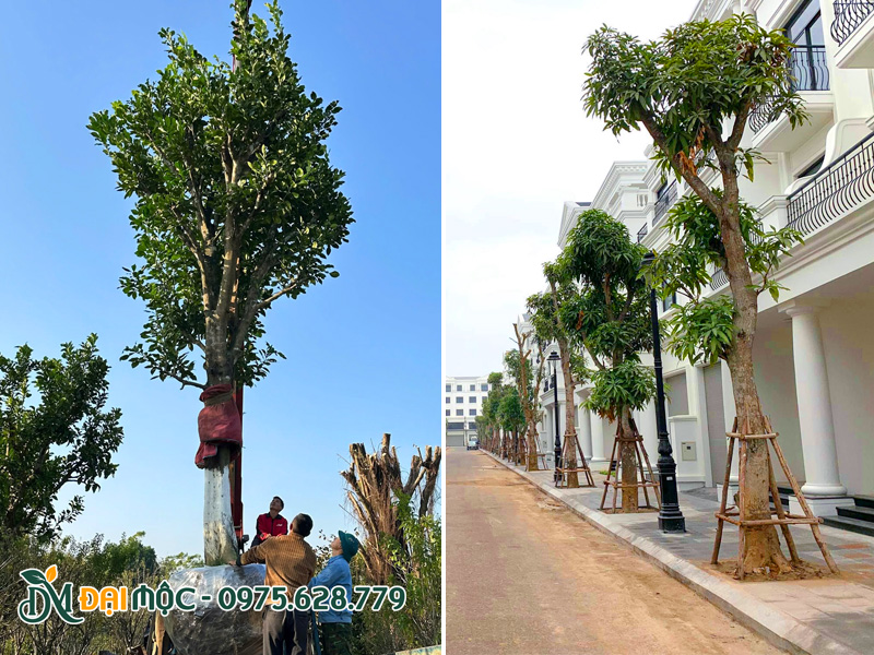 Cẩu hạ và thi công trồng cây ăn quả cổ thụ cho khu đô thị tại Đà Nẵng