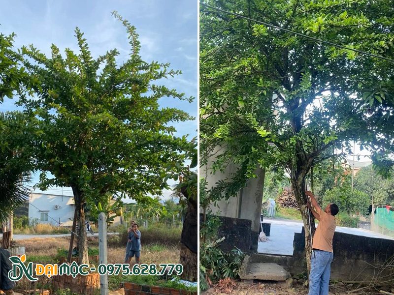 Công nhân đang đo đạc kích thước và quay tổng thể toàn bộ cây đào tiên cổ thụ cho khách