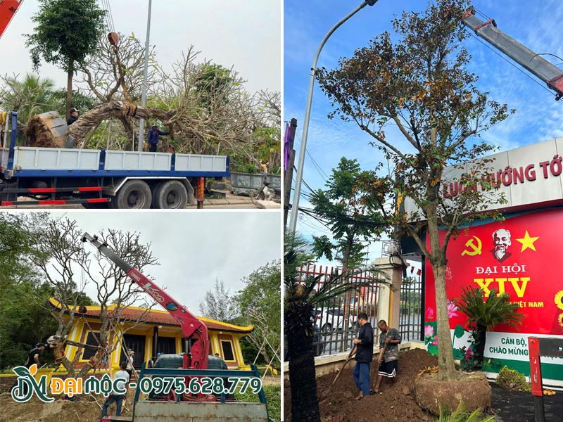 Vận chuyển và thi công cây cổ thụ tận nơi co các dự án cảnh quan hạng sang