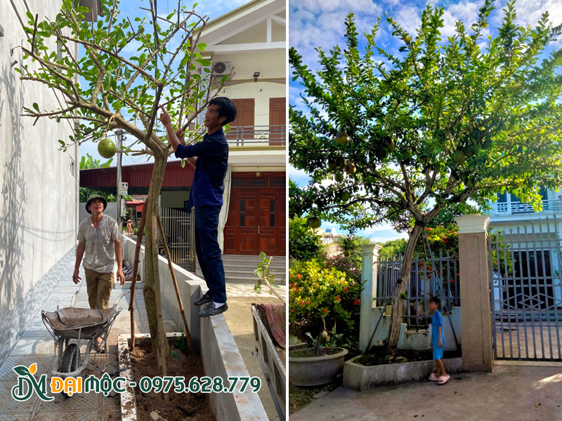 Thi công trồng cây đào tiên cổ thụ bên hông nhà và trước cổng