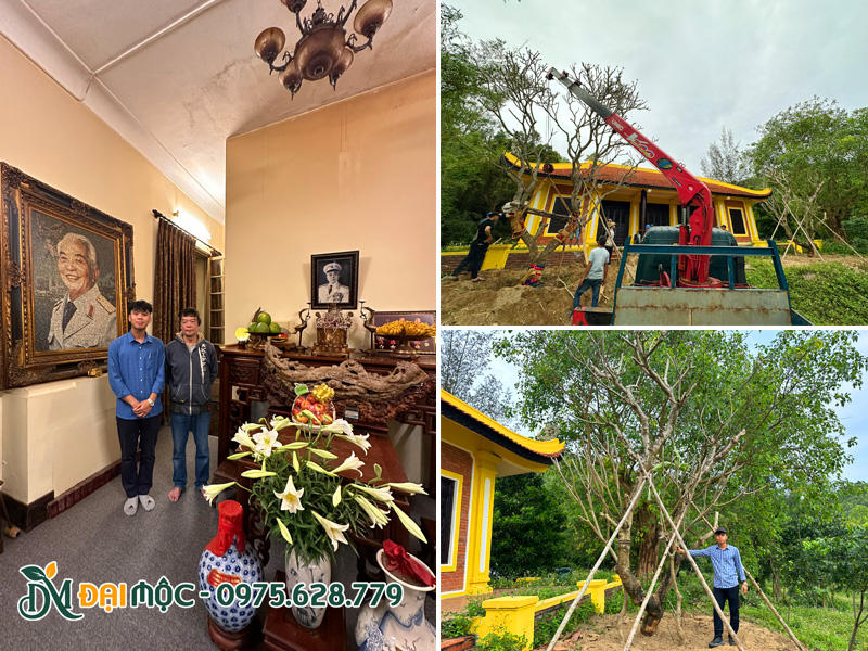 Thi công trồng cây hoa đại cổ thụ cho khuôn viên khu lăng mộ Đại tướng Võ Nguyên Giáp
