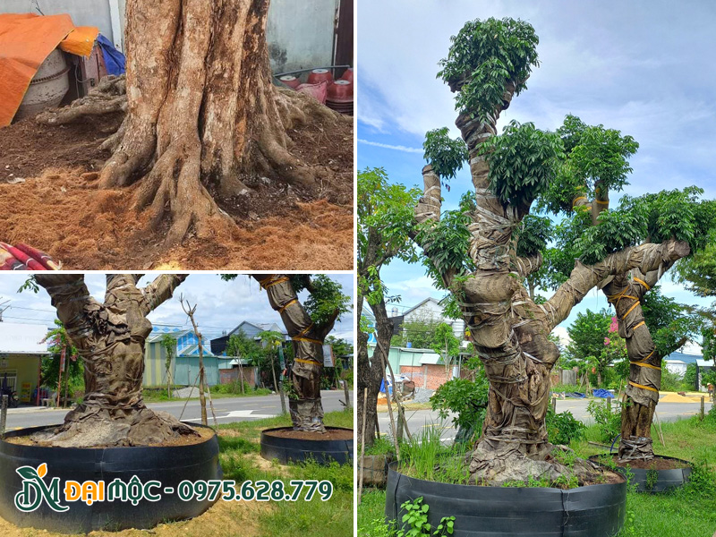 Dưỡng ủ cây cổ thụ bằng giá thể tơi xốp trong bầu quây nổi