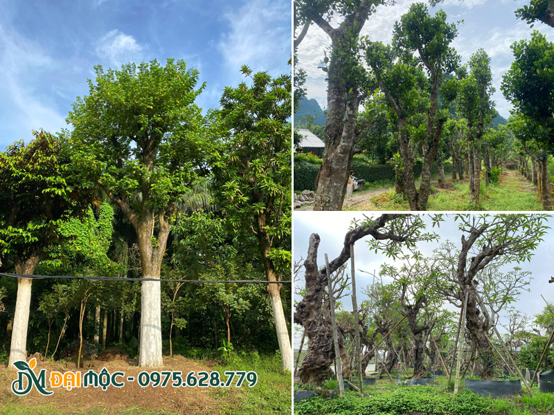 Các bãi dưỡng ủ cây ăn quả cổ thụ, cây tâm linh cổ thụ của Đại Mộc
