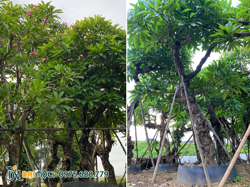 Bãi dưỡng ủ cây bóng mát cổ thụ có hoa đẹp, đường kính gốc 50 - 60cm