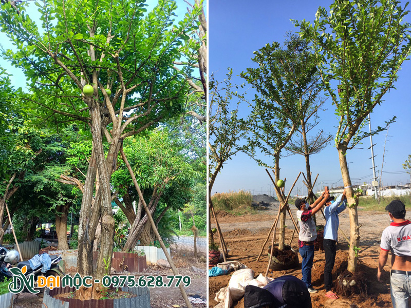 Cây đào tiên cổ thụ đang dưỡng tại vườn ở Đồng Tháp, kích thước đa dạng