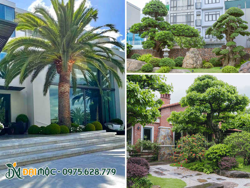 Ứng dụng của cây cổ thụ trồng sân vườn, mặt tiền kiến trúc