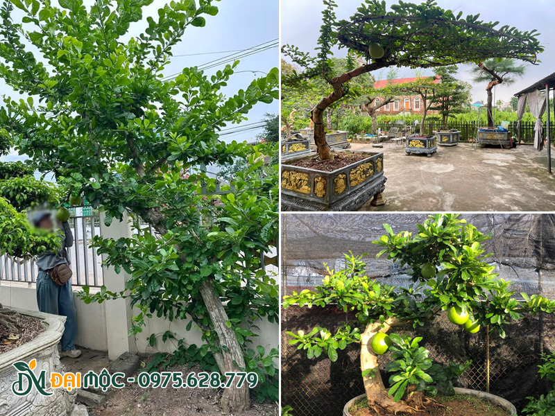 Những cây đào tiên cổ thụ cảnh, bonsai đẹp và đẳng cấp