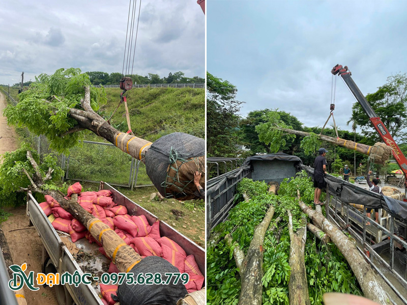 Vận chuyển cây bóng mát cổ thụ bằng xe tải thùng lớn chuyên chở hàng siêu trường siêu trọng
