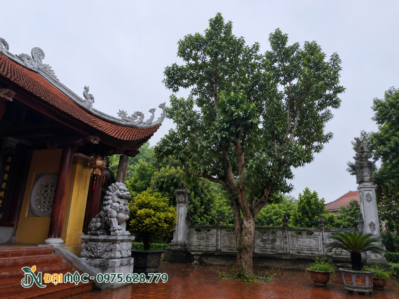 Khoảng cách giữa cây ngọc lan cổ thụ với đình chùa