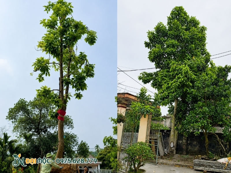 Hạ thổ cây ngọc lan cổ thụ lệch so với cổng chính