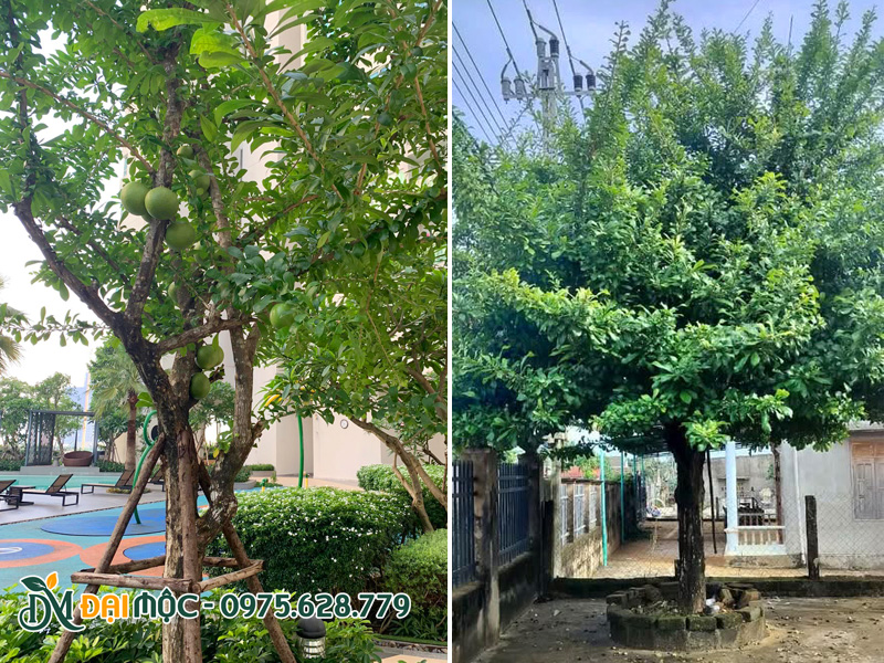 Trồng cây đào tiên cổ thụ trong khuôn viên resort, sân vườn trước nhà