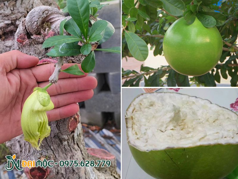 Hình dáng hoa và quả của cây đào tiên
