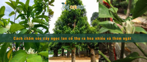 Cách chăm sóc cây ngọc lan cổ thụ ra hoa đẹp, thơm