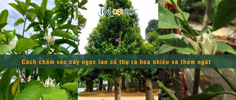 Cách chăm sóc cây ngọc lan cổ thụ ra hoa đẹp, thơm