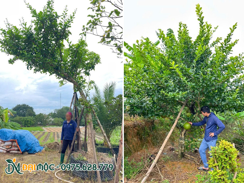 Bãi ủ cây đào tiên cổ thụ với đủ loại kích thước, dáng thế