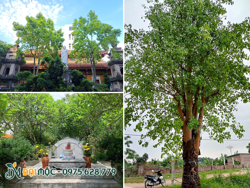 Chọn các loại cây cổ thụ có ý nghĩa tâm linh đặc biệt