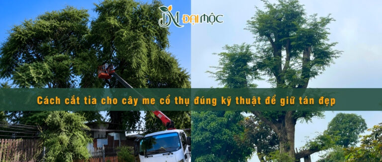 Cách cắt tỉa cho cây me cổ thụ đúng kỹ thuật để giữ tán đẹp 