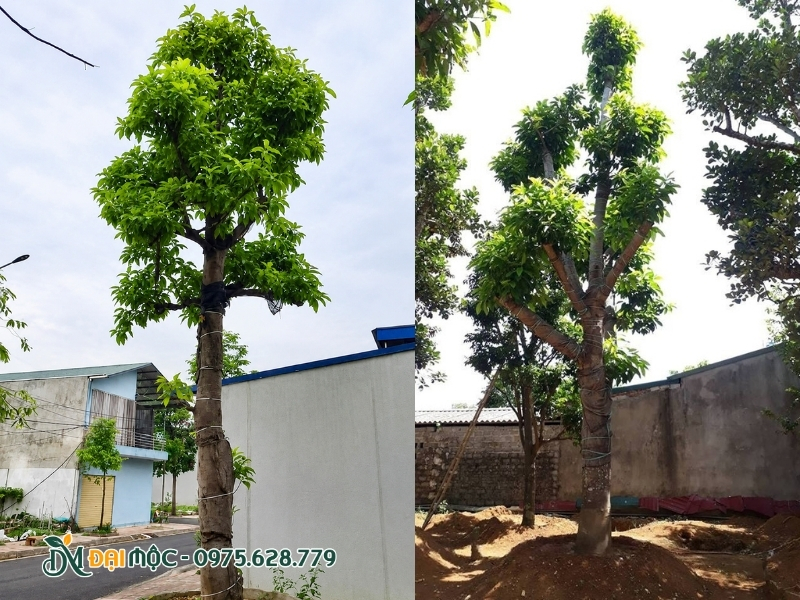 Trồng cây ngọc lan cạnh không gian sống