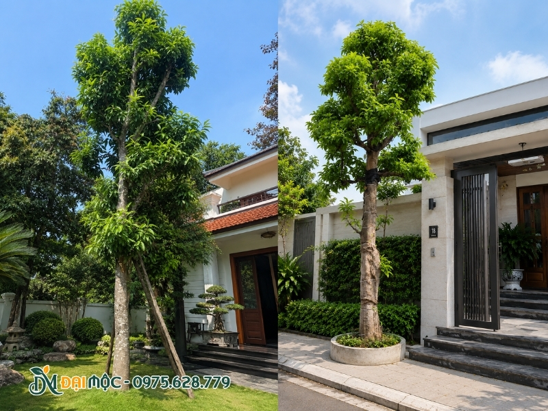 Trồng cây ngọc lan lệch một bên so với cổng chính