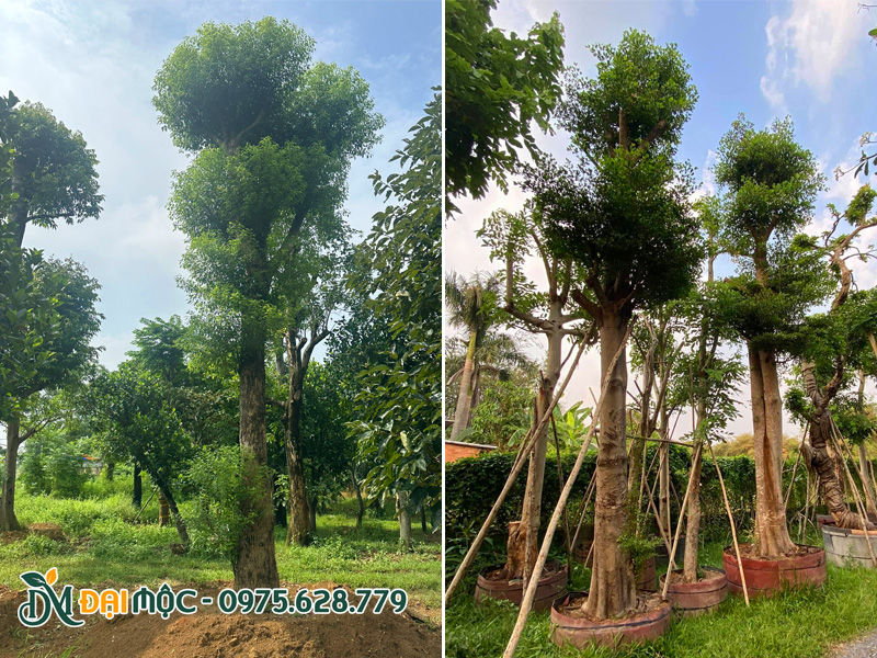 Những cây bóng mát cổ thụ dưỡng ủ hơn 6 tháng, chồi non ra liên tục, lá cũng đã bắt đầu già