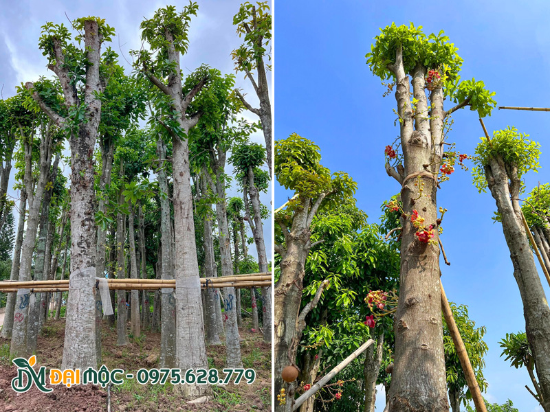Những gốc cây sala cổ thụ đã dưỡng ủ thời gian dài, đang bật chồi non mạnh mẽ