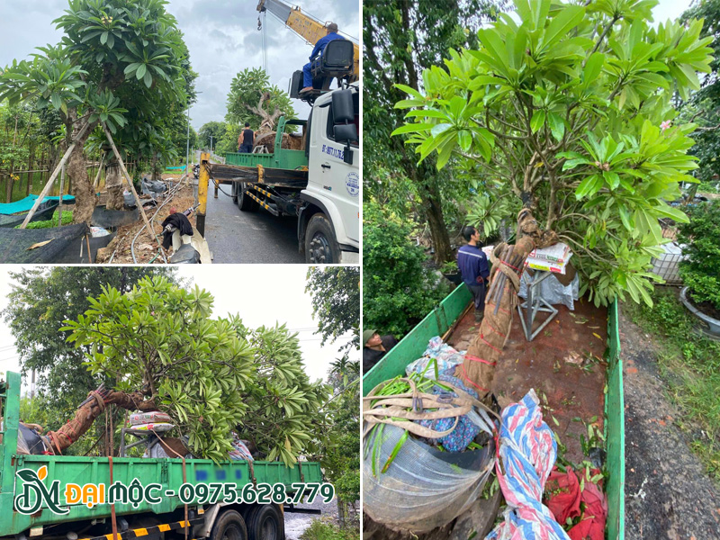 Nhà vườn đang cẩu xếp cây hoa đại cổ thụ lên xe tại Hải Phòng