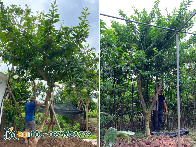 Nhân viên nhà vườn đo thực tế cây đang dưỡng ủ tại bãi
