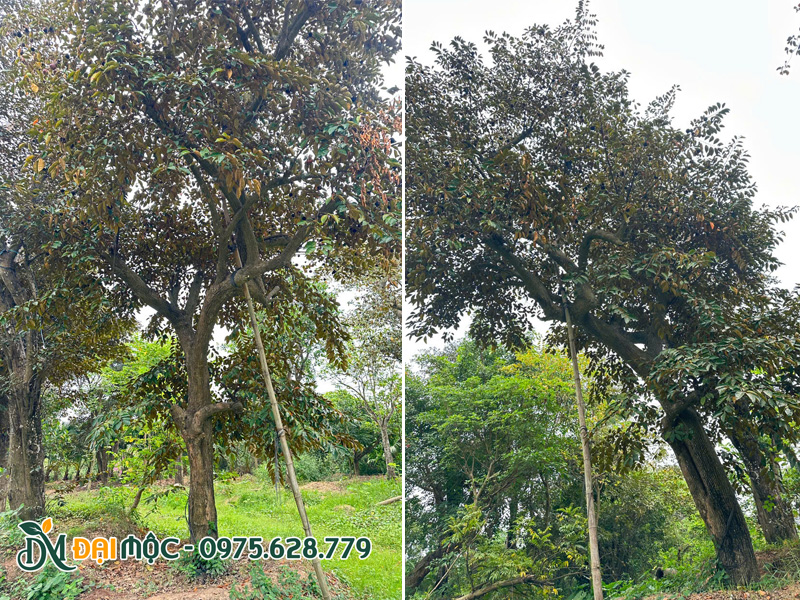 Vườn dưỡng ủ số lượng lớn cây vũ sữa cổ thụ dáng đẹp, vanh gốc trên 120 - 140cm
