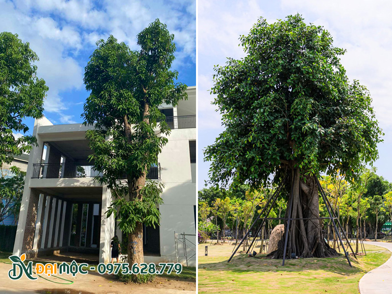 Những cây bóng mát cổ thụ phát triển xanh tốt sau khi trồng 6 tháng đến 1 năm