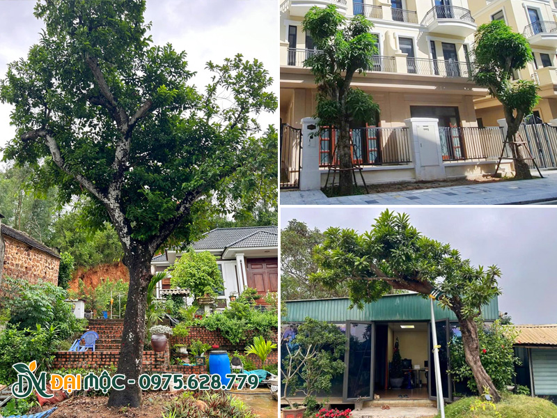 Cây cổ thụ trồng sân vườn, mặt tiền dự án