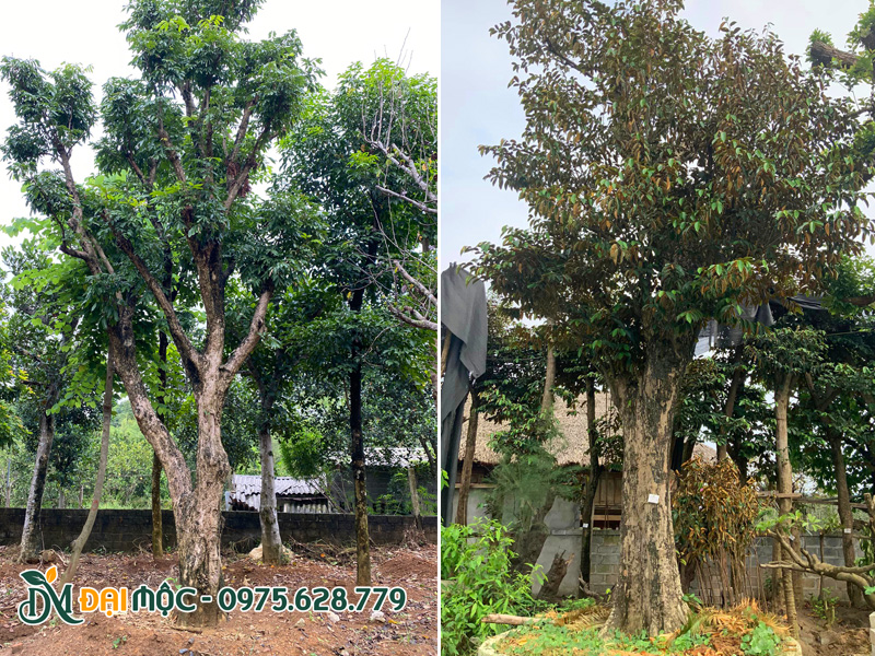 Cây nhãn và cây vú sữa cổ thụ cao 6 - 7m, đường kính gốc trên 40cm