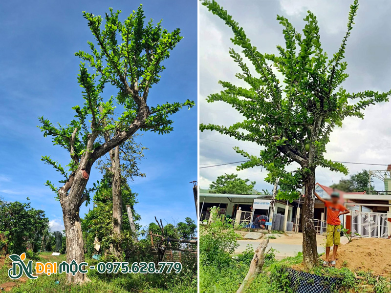 Cây đảo tiên đường kính gốc trên 30cm đã dâm ủ kỹ