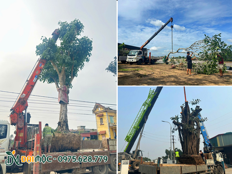 Cẩu hạ cây tâm linh cổ thụ như cây bồ đề, cây hoa đại, cây đa búp đỏ