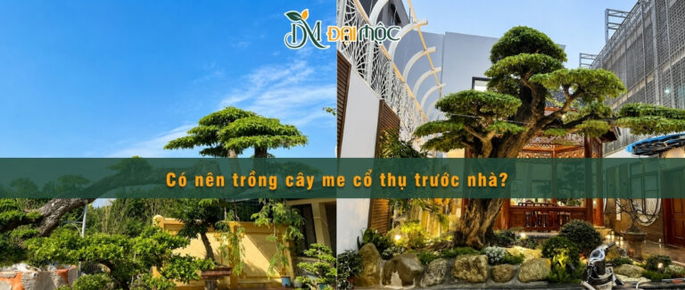 Nên trồng cây me cổ thụ trước nhà phố, biệt thự