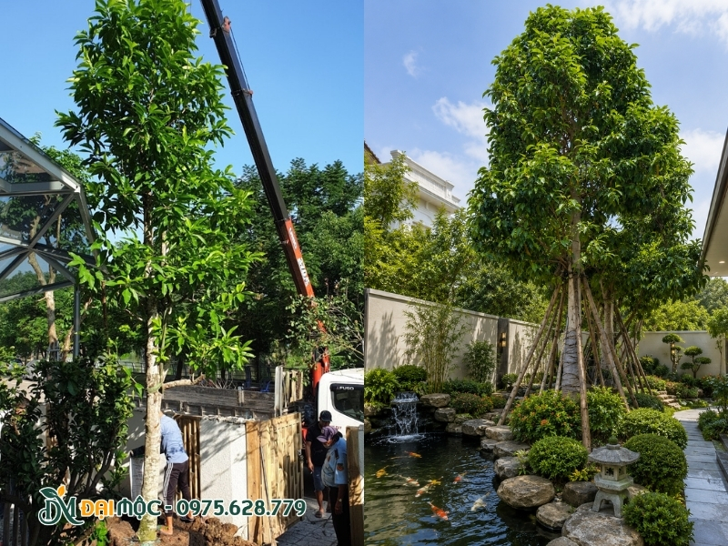 Trồng ngọc lan cổ thụ cành hồ cá koi