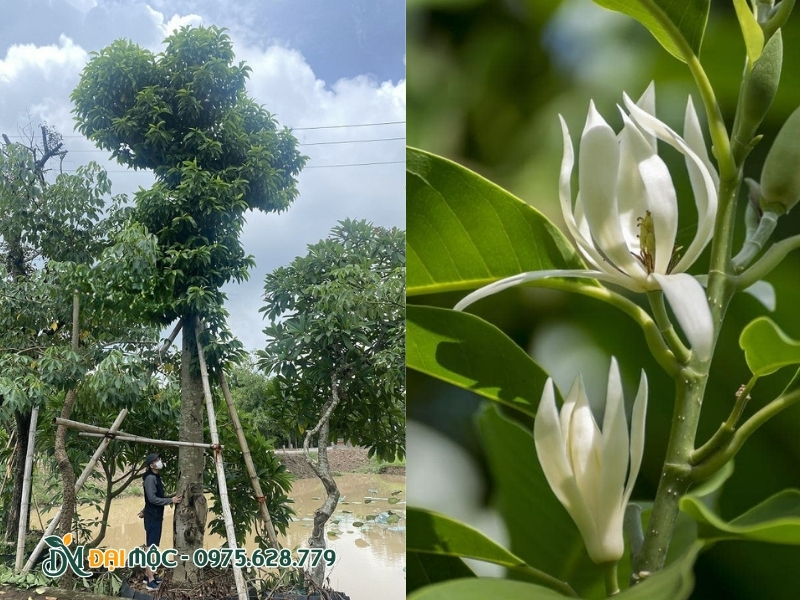 Hoa ngọc lan mềm mại trên cành
