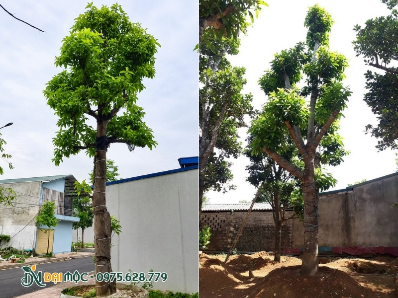Ngừng tưới nước cho cây ngọc lan cổ thụ khi xiết nước