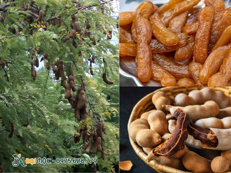 Quả me sai trĩu trên tán lá