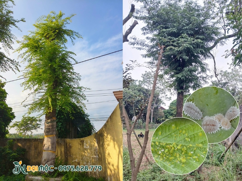 Rệp sáp và rệp xanh trên cây me cổ thụ