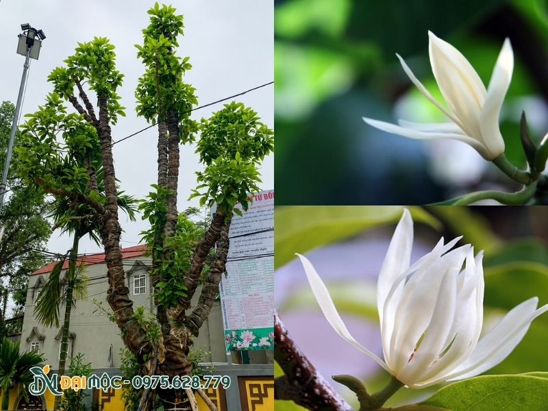 Sắc hoa ngọc lan trắng tinh khôi, thuần khiết
