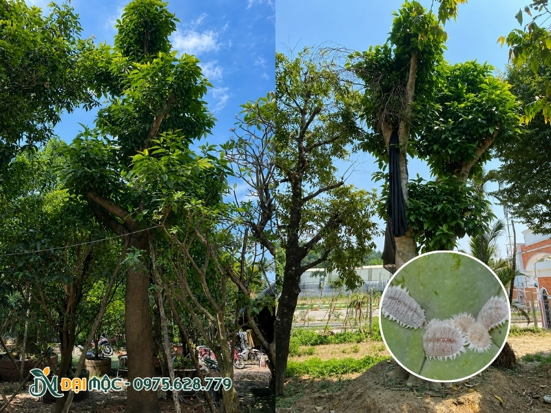Phòng trừ nguy cơ sâu hại tấn công cây ngọc lan cổ thụ