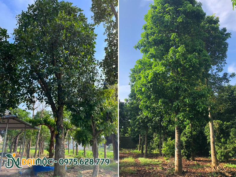 Những cây cổ thụ, đại thụ cao lớn, có tán lá xanh quanh năm