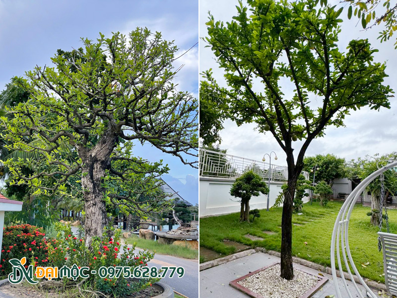Trồng những gốc đào tiên cổ thụ, đại thụ trong sân vườn nhà