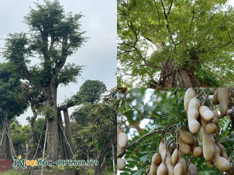 Vòm tán cây me cổ thụ rộng và đầy nghệ thuật