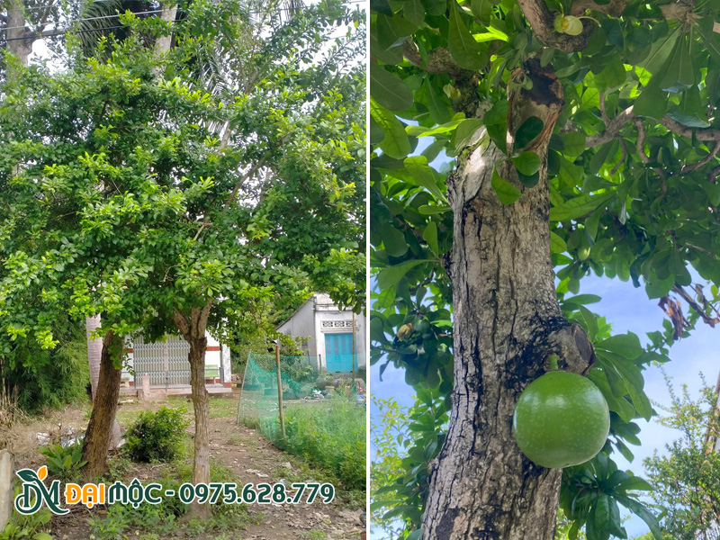 Hình ảnh thân cành của cây đào tiên cổ thụ