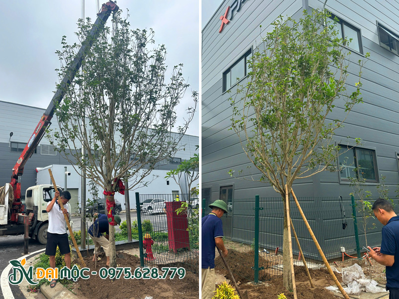 Quá trình thi công trồng cây mộc hương tàu nhập khẩu cổ thụ 