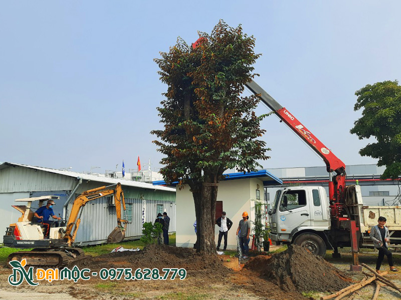 Hệ thống cẩu trọng tải lớn đang đưa cây vú sữa cổ thụ vào hố trồng